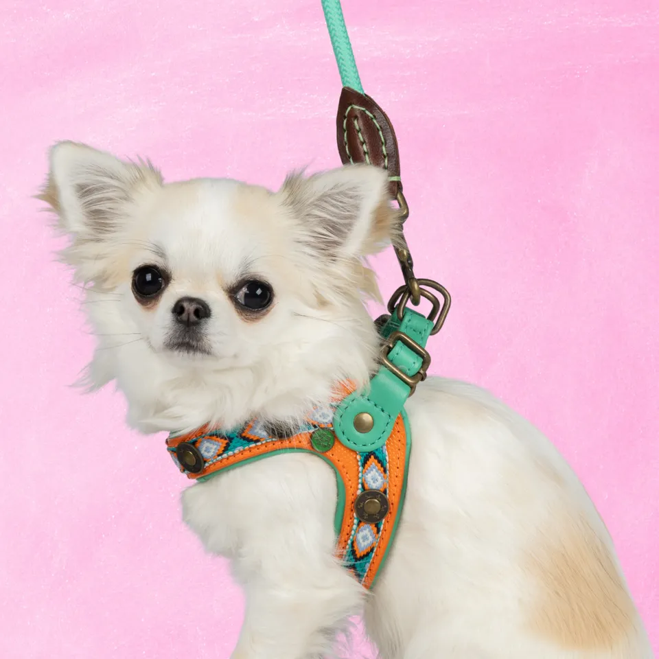 Dog with a Mission Morgan pettorina cane arancione 1