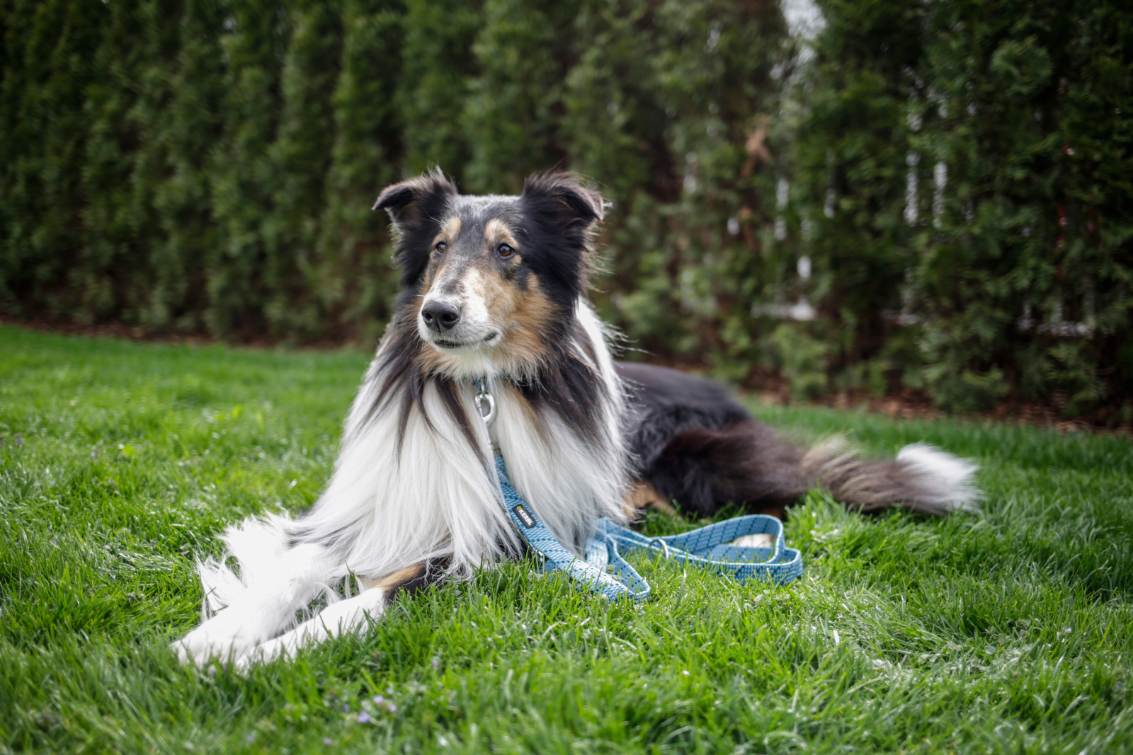 Kerbl Pet Colorado Guinzaglio Addestramento Cane Regolabile Nylon