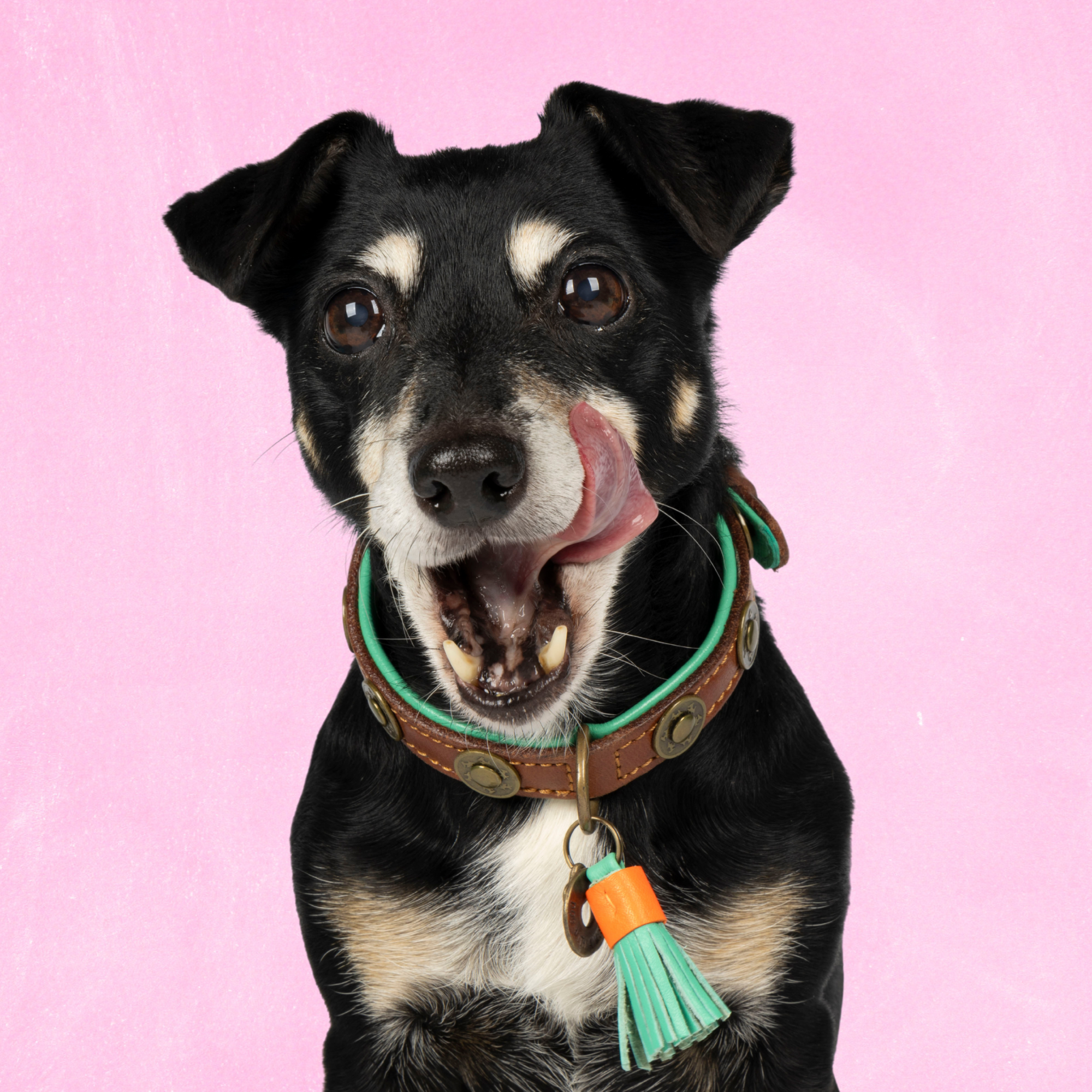 Dog with a Mission Urban collare cane S 30-33 cm marrone