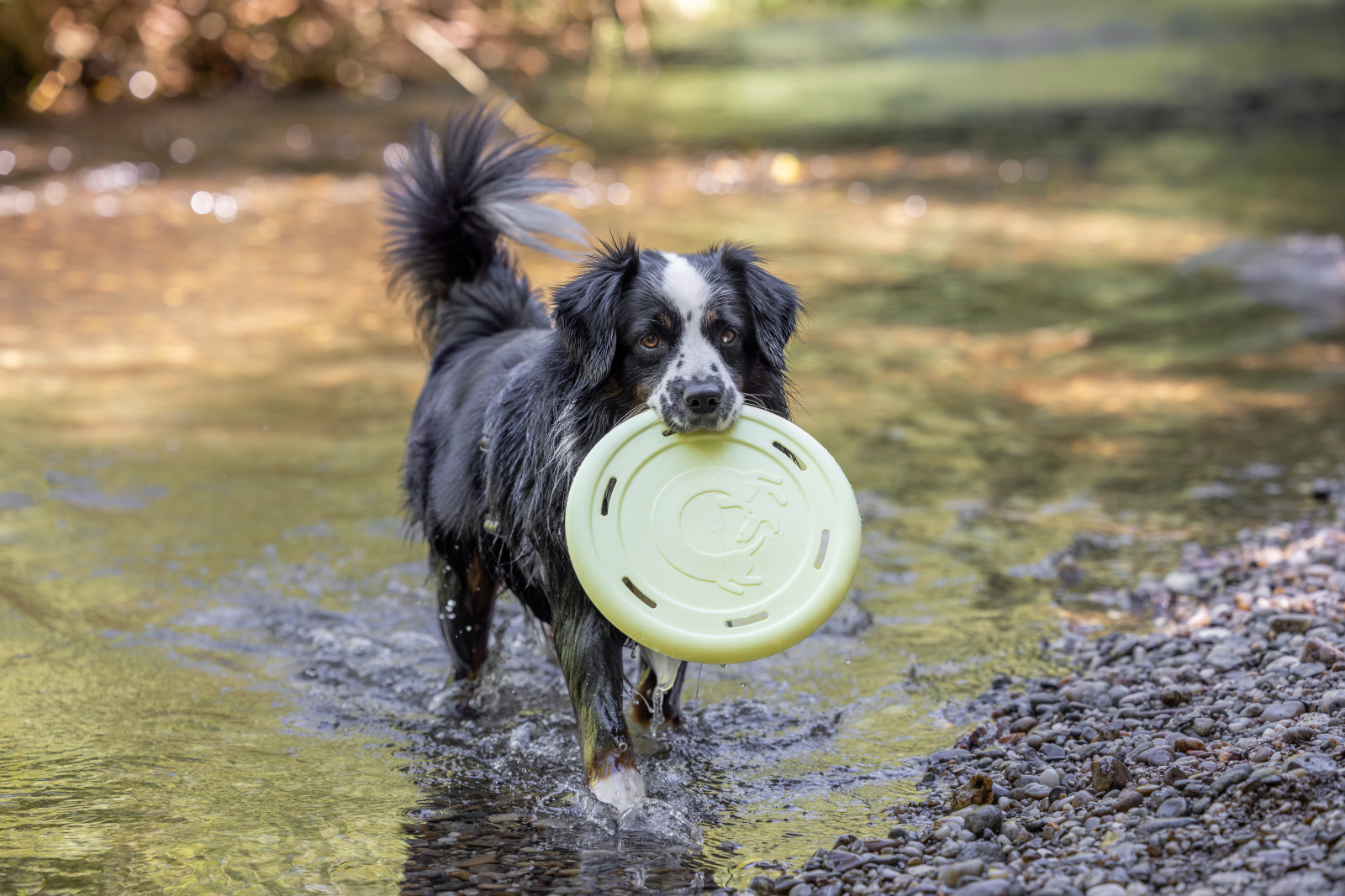 Kerbl Pet Frisbee cane in TPE galleggiante Made in Italy