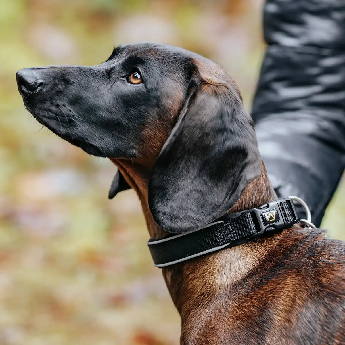 Rudelkönig Hundehalsband Paola collare cane nero riflettente