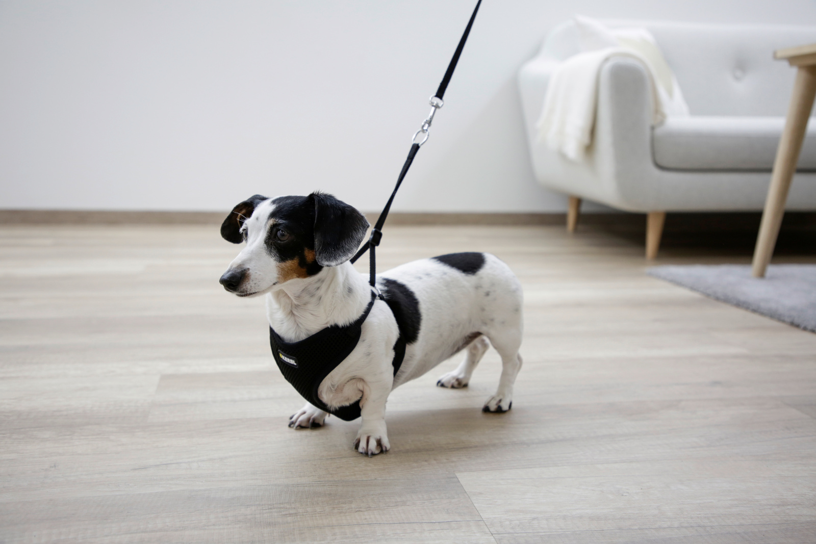 Kerbl Pet Puppy Harness pettorina cucciolo mesh con guinzaglio 120 cm