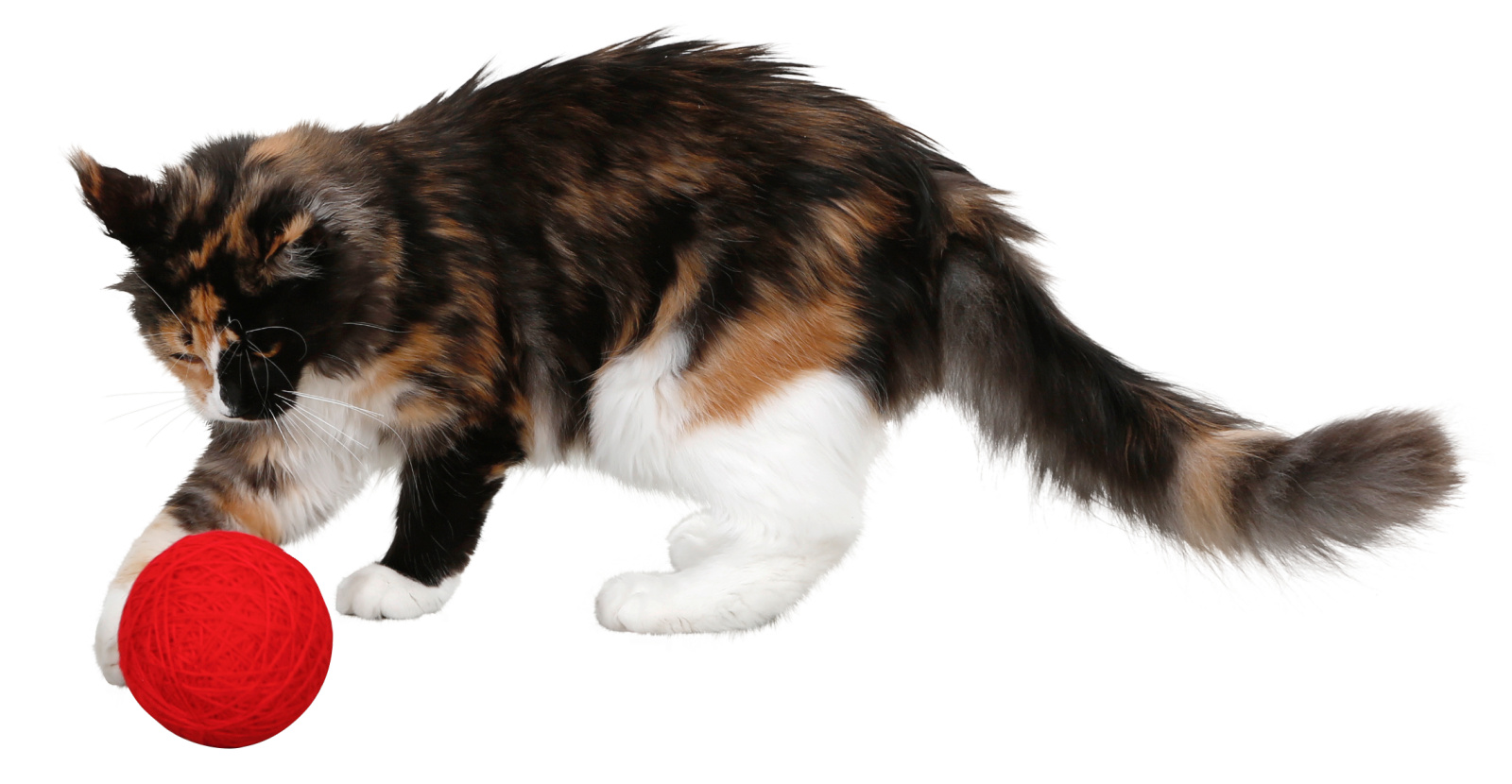 Kerbl Pet Wool Play Ball pallina gatto lana con sonaglio