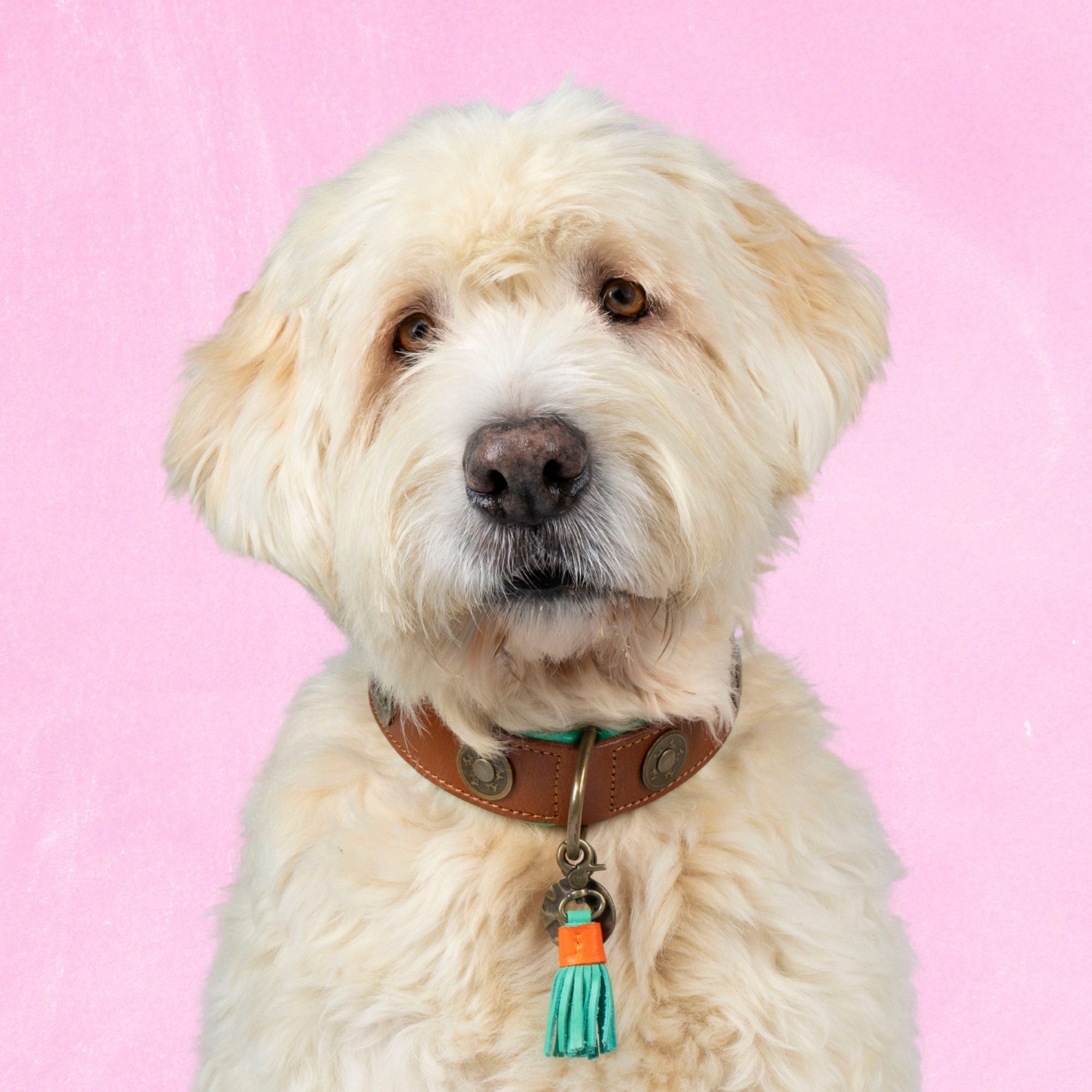 Dog with a Mission Urban XL collare cane pelle marrone