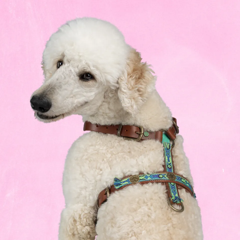 Dog with a Mission Boho Juan pettorina pelle blu L
