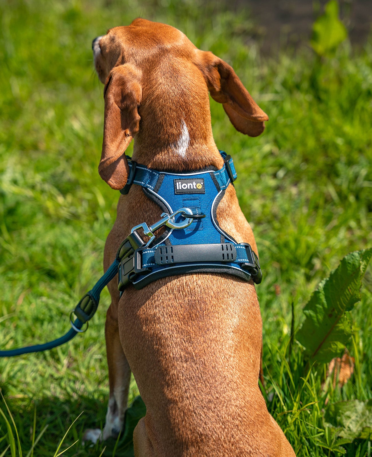 Lionto Hunde-Spaziergang pettorina cane M rossa imbottita