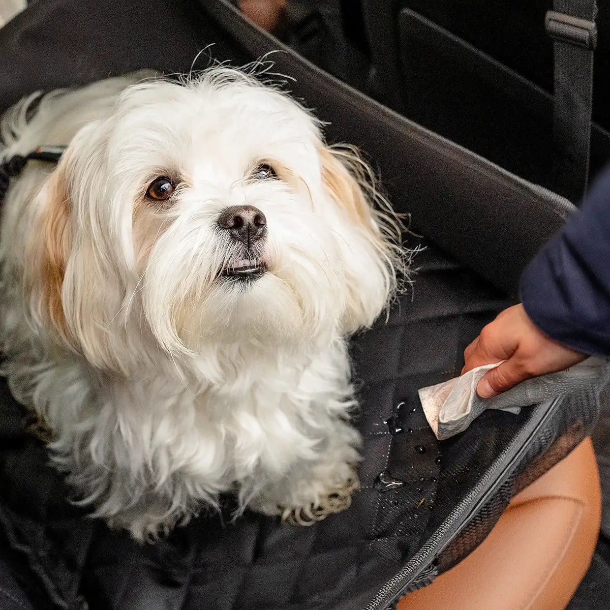 Rudelkönig Reisen mit Hund Autositz seggiolino auto nero