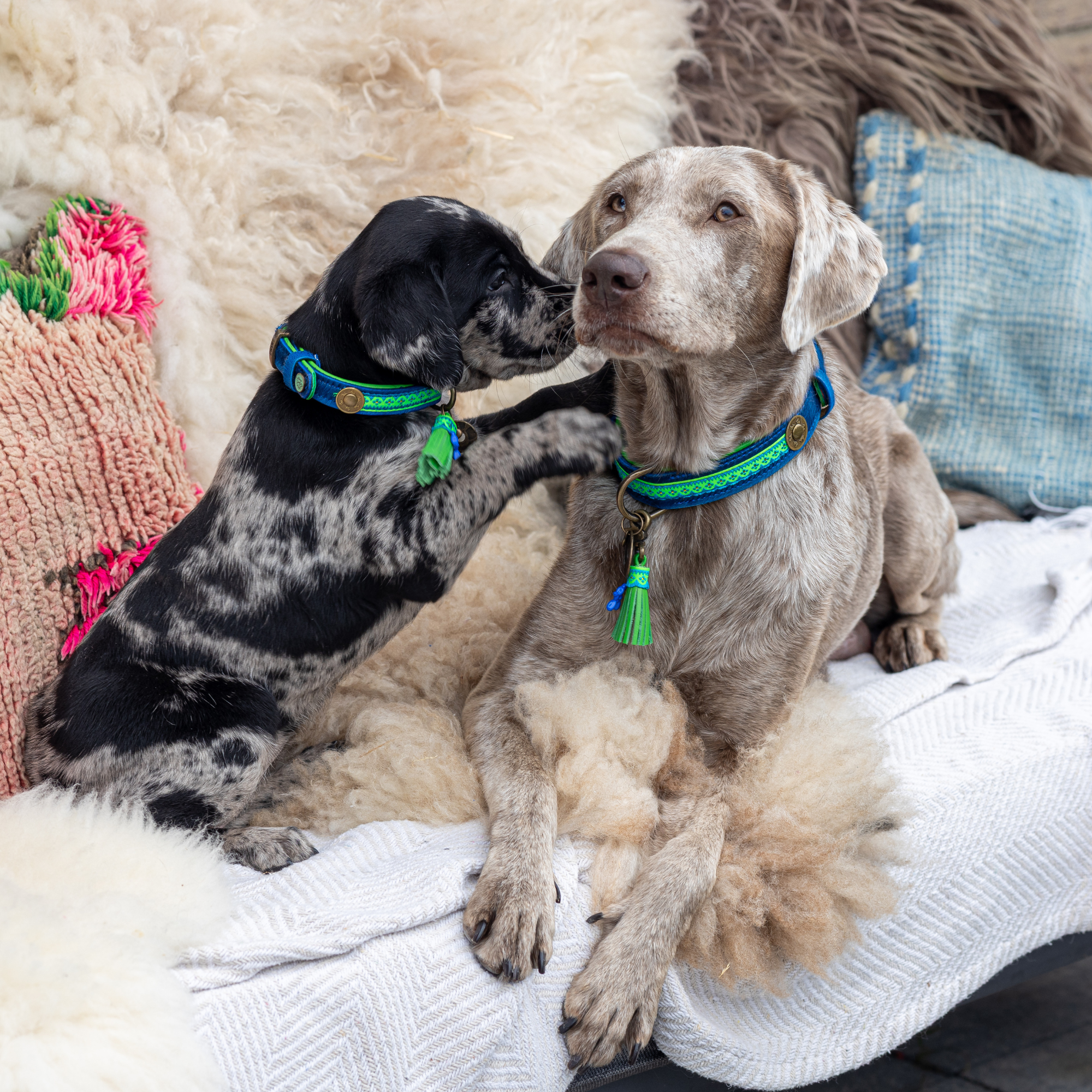 Dog with a Mission Zula XS collare cane pelliccia blu verde