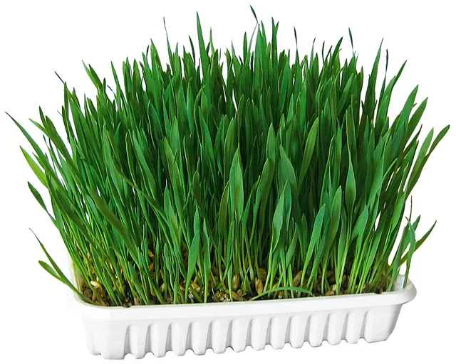 Kerbl Pet Rodent Grass erba roditori avena frumento orzo