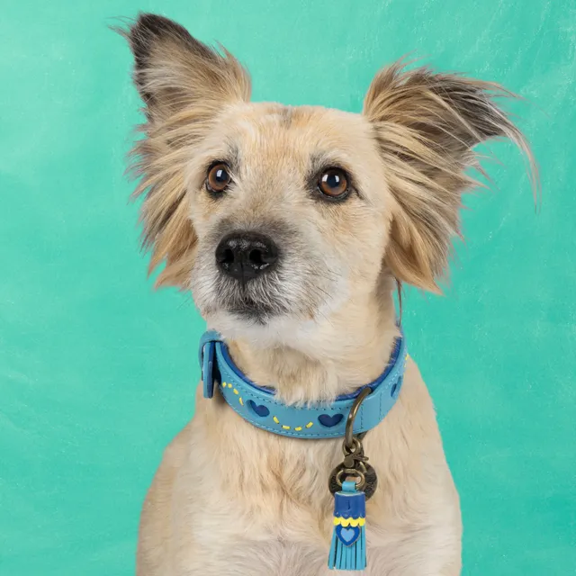 Dog with a Mission Sky collare cane M azzurro 34-39 cm