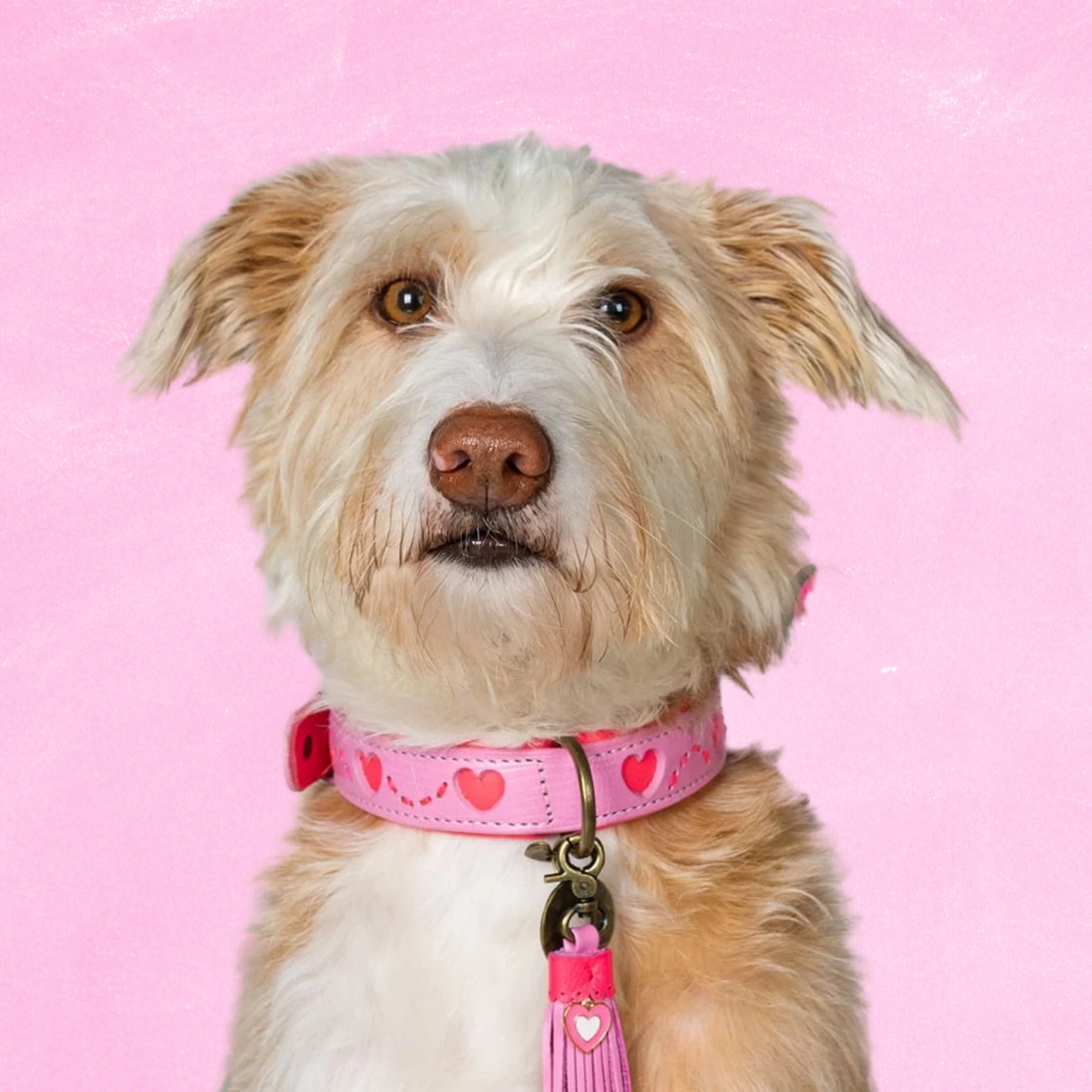 Dog with a Mission Sweety XXL Collare Cane Rosa Cuori