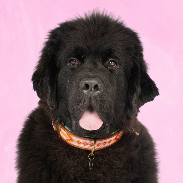 Dog with a Mission Sweet Mae Collare Cane XXL Rosa 58-65 cm