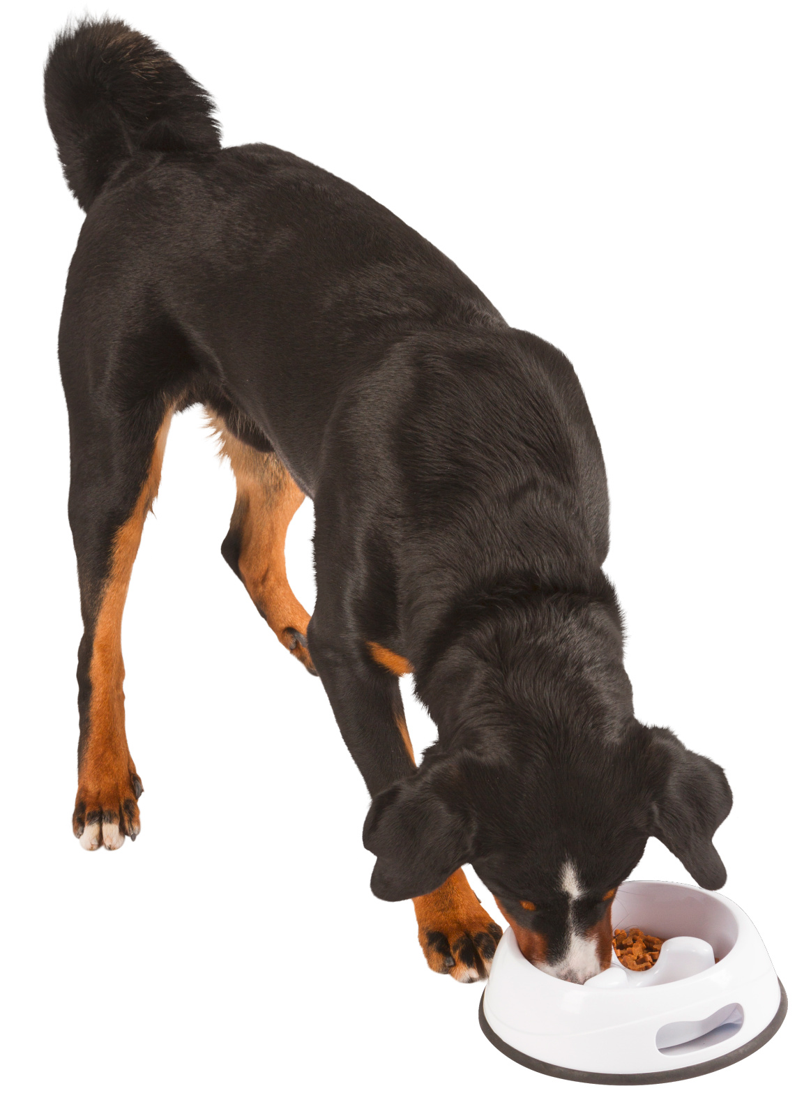 Kerbl Pet Plastic Bowl Anti Dribble ciotola cane plastica