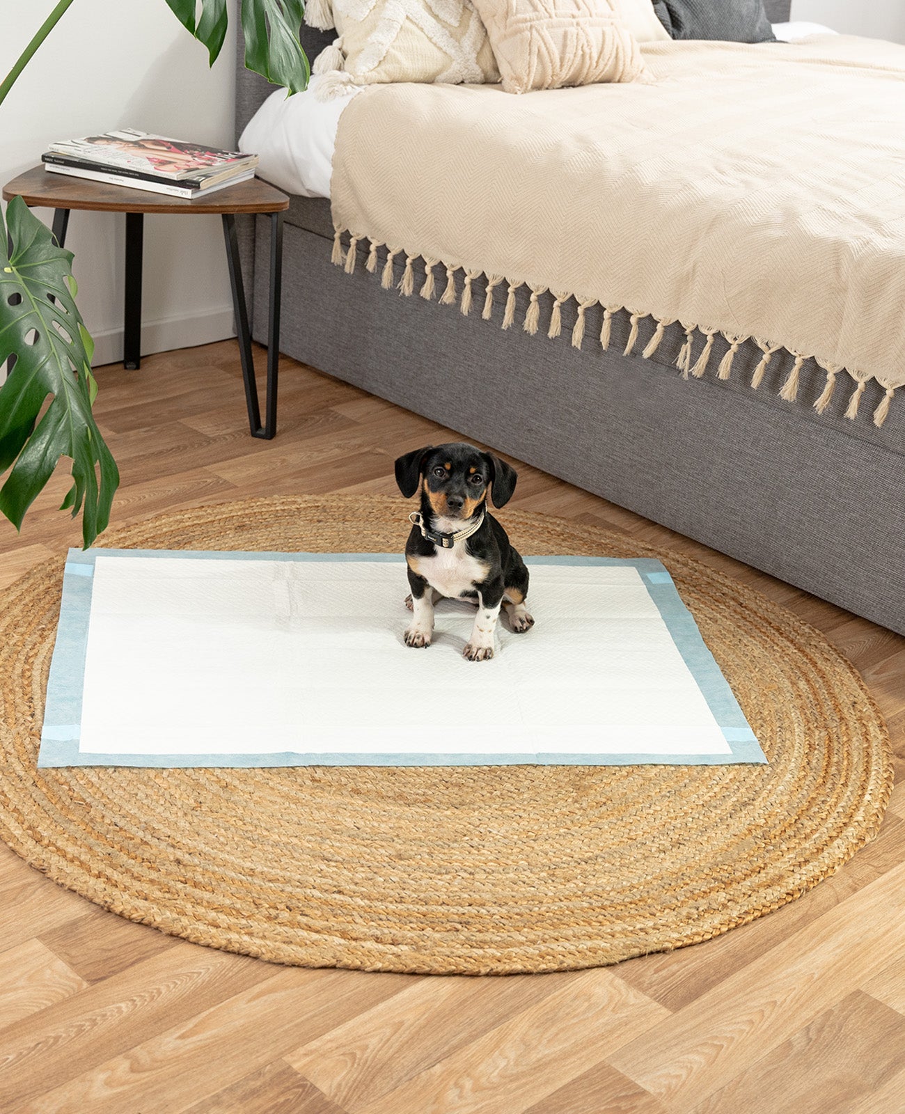 Lionto traverse cane assorbenti 60x60 cm 50 pezzi 6 strati