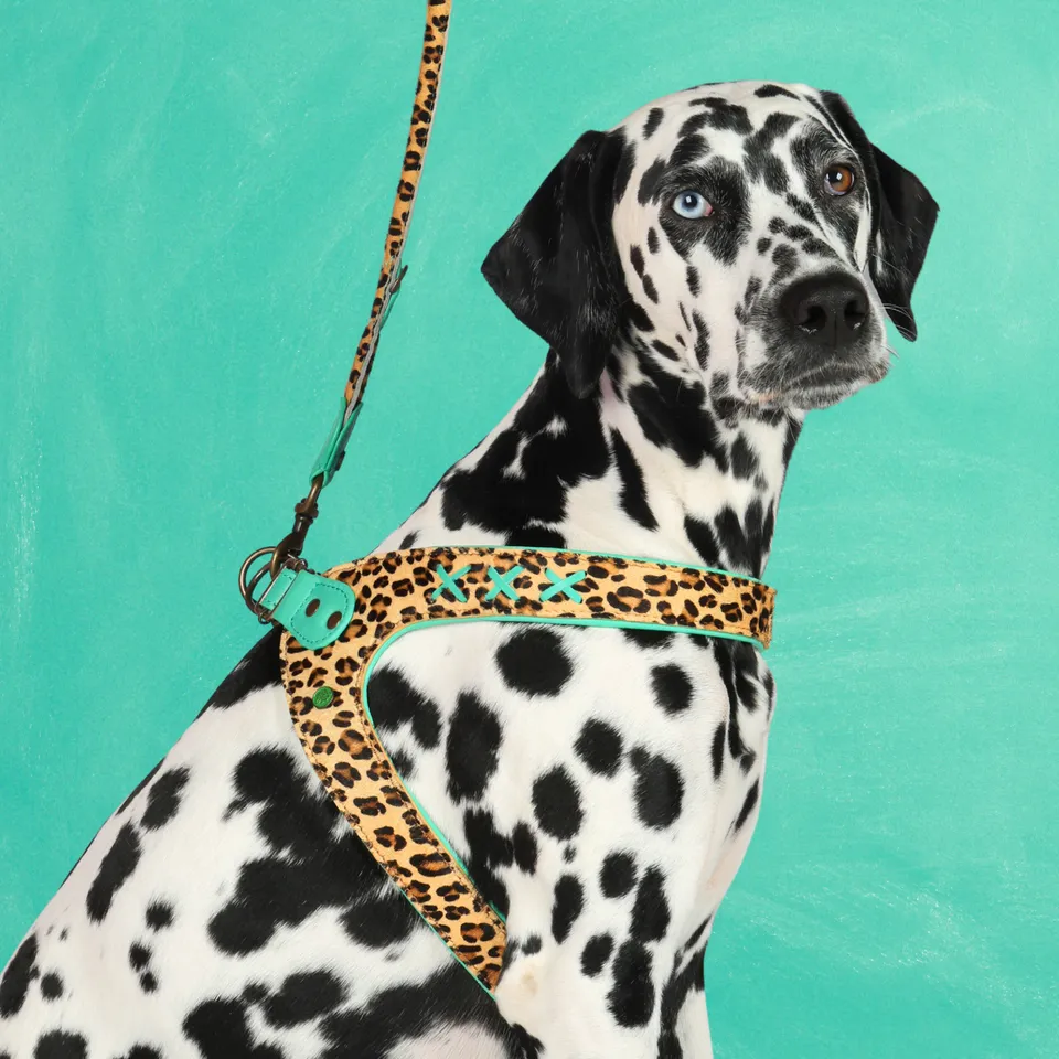 Dog with a Mission Posh pettorina cane 9 leopardo pelle