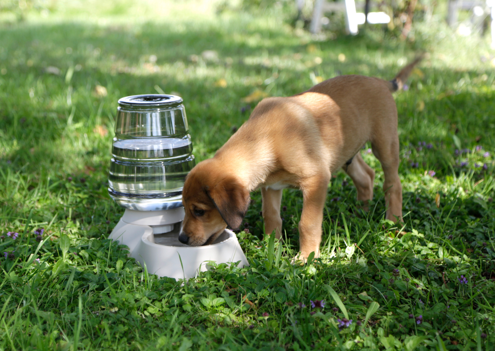 Kerbl Pet Nuvola distributore acqua cani gatti plastica