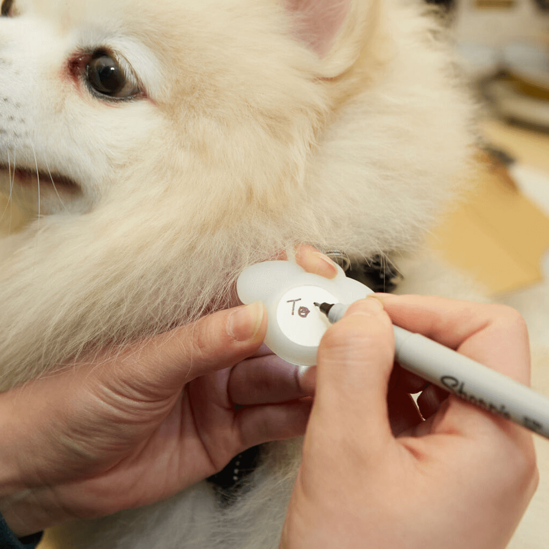 Dog with a Mission Light Up medaglietta luminosa cane