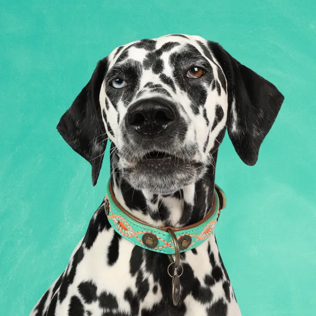 Dog with a Mission Janis Urban collare pelle L turchese 40-47 cm