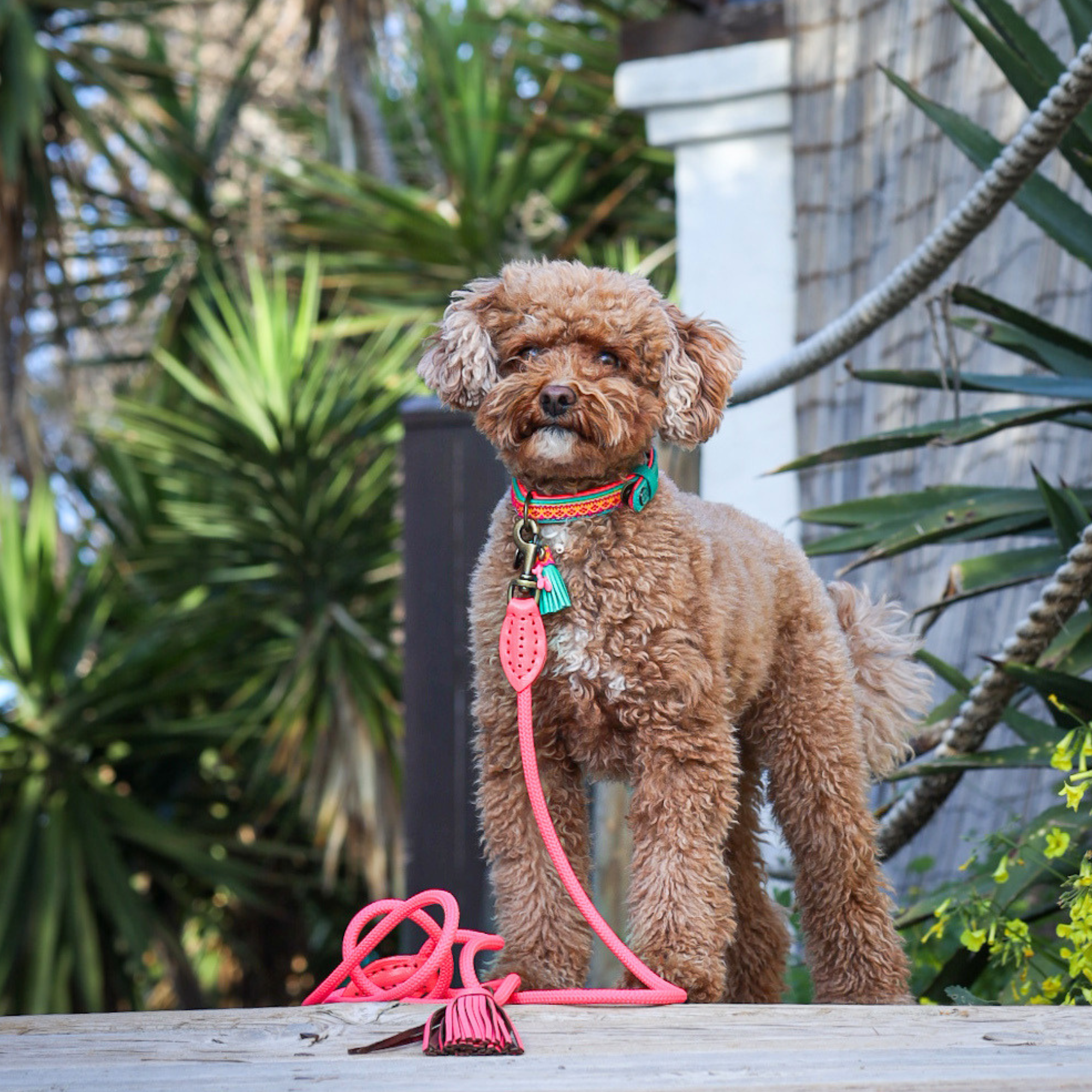Dog with a Mission Classic Flamingo Guinzaglio S rosa 155 cm