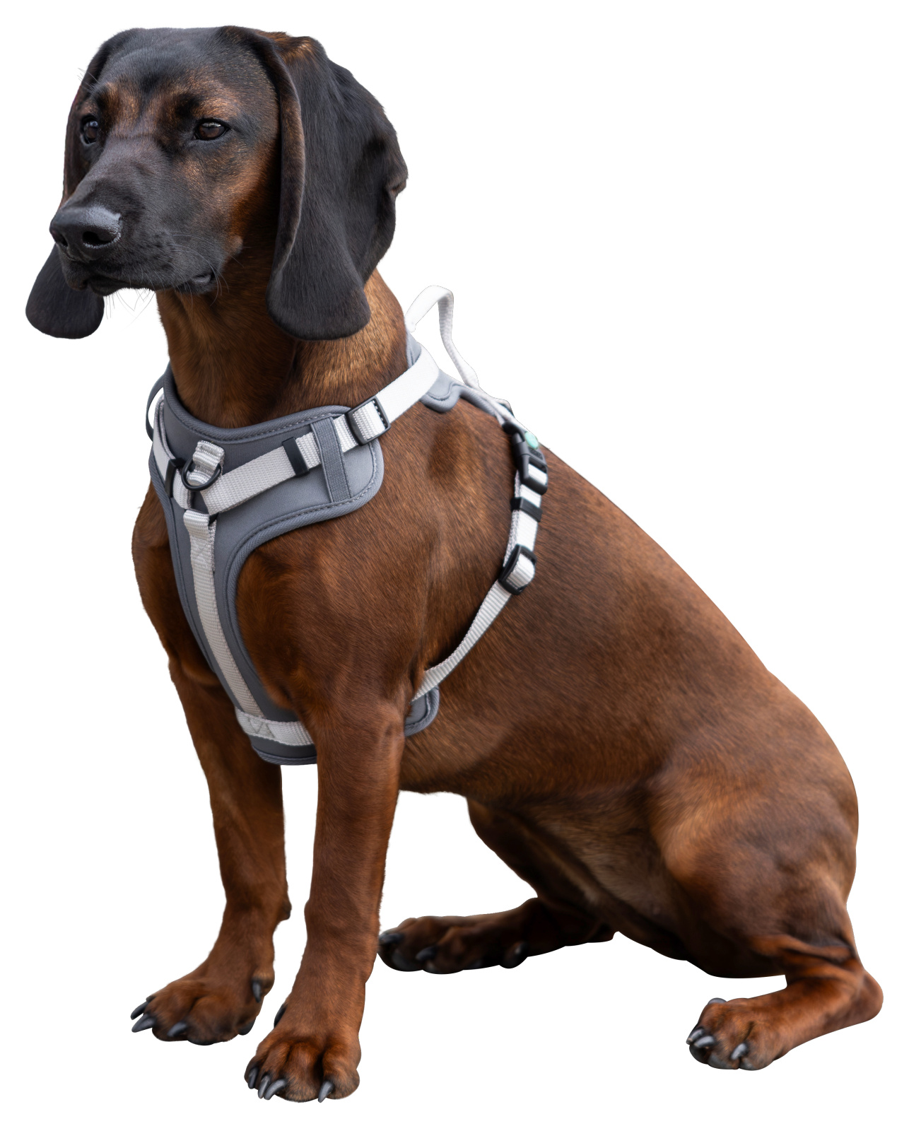 Kerbl Dog Leashes Harness Fitty pettorina cane nylon