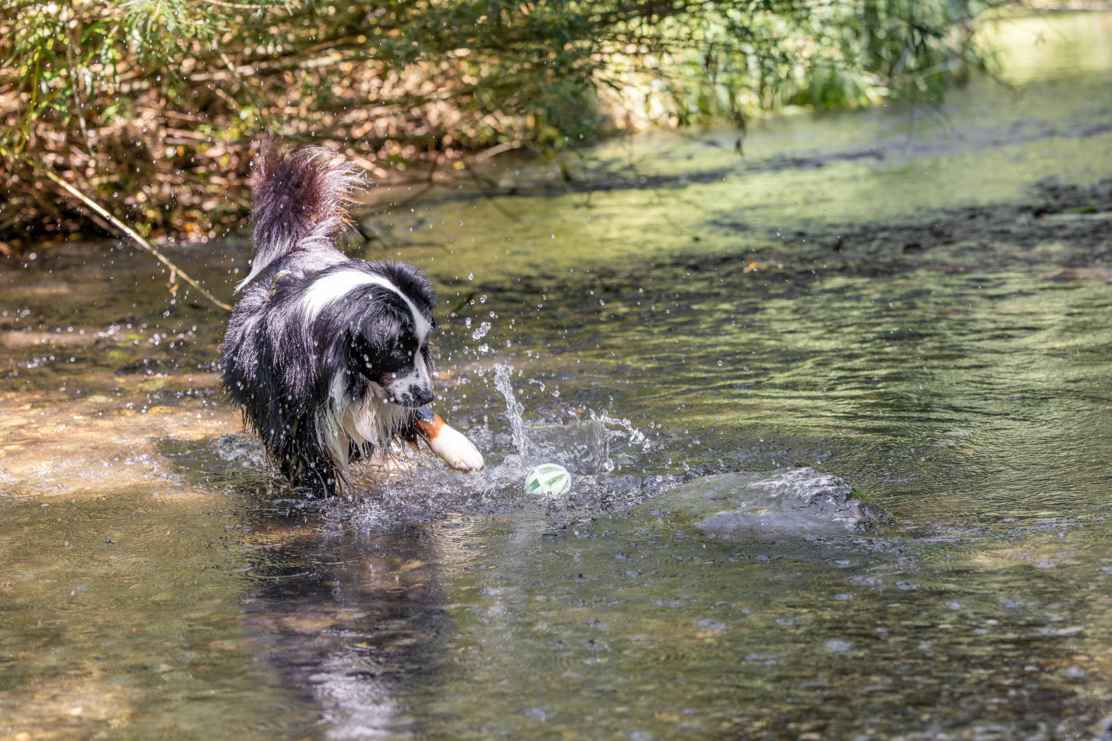 Kerbl Pet Ball palla gioco cane galleggiante TPE