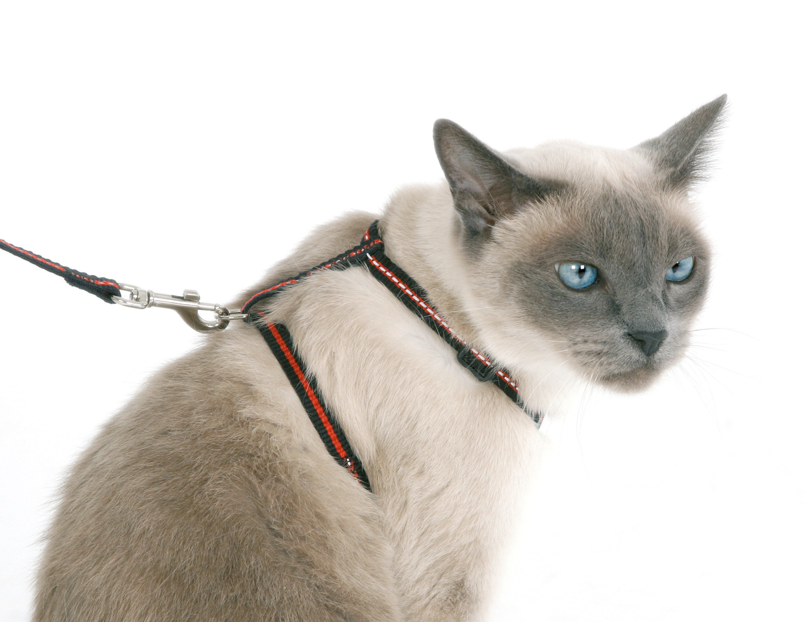 Kerbl Pet Cat Set 3 pezzi pettorina gatto catarifrangente