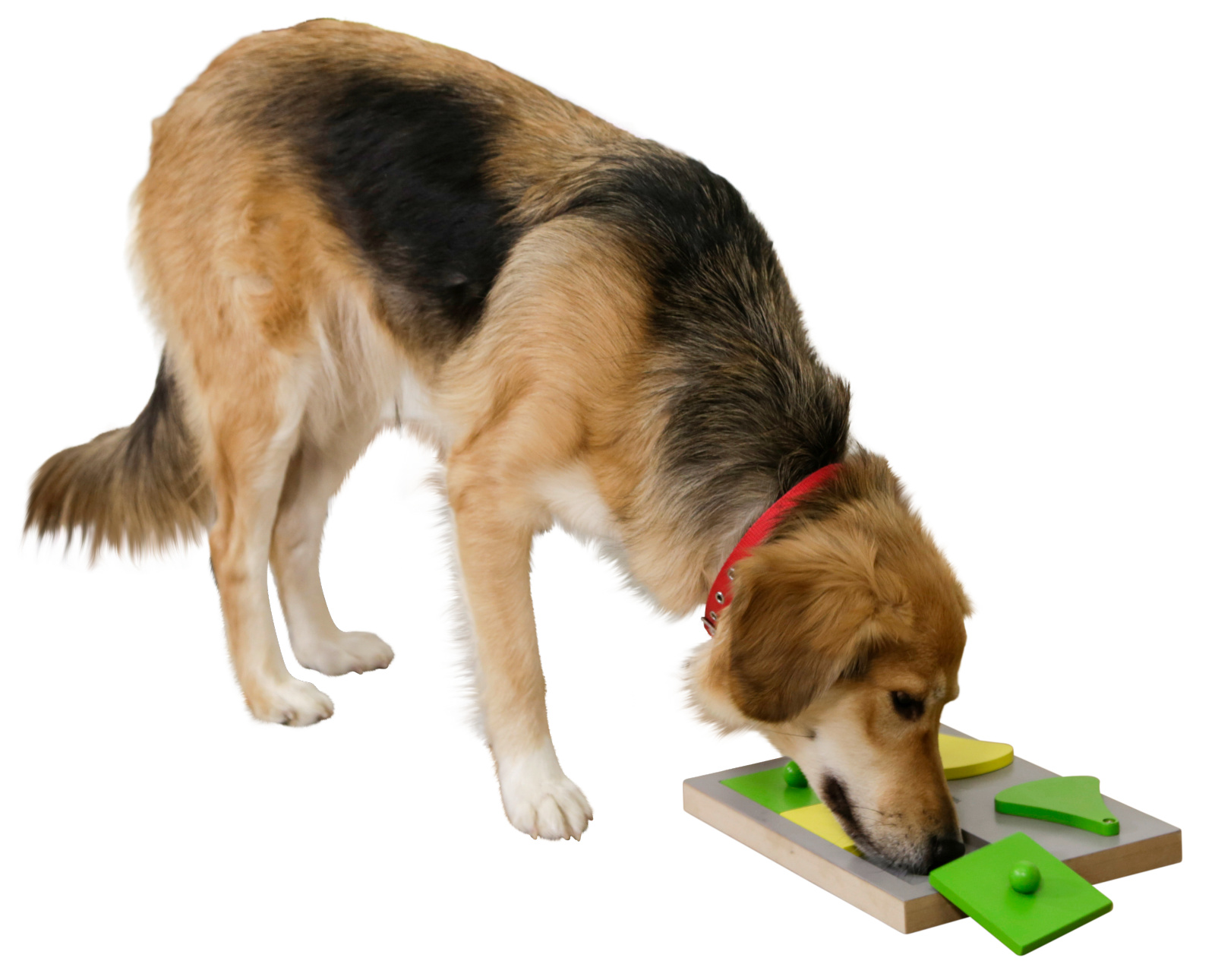 Kerbl Pet Dog Toy Torta Thinking and Learning Toy gioco cane legno facile