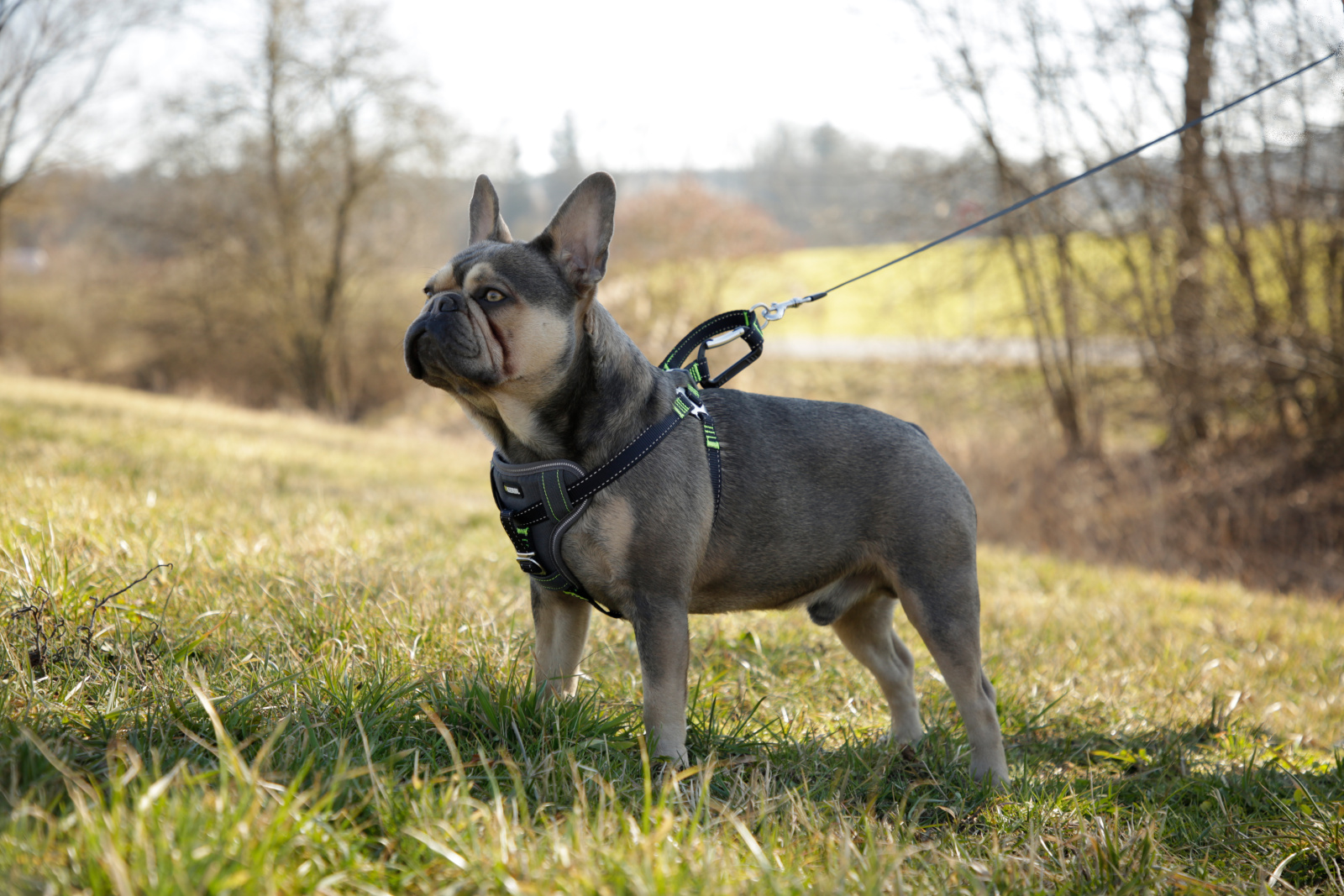 Kerbl Car Safety Harness pettorina auto cane nylon imbottita