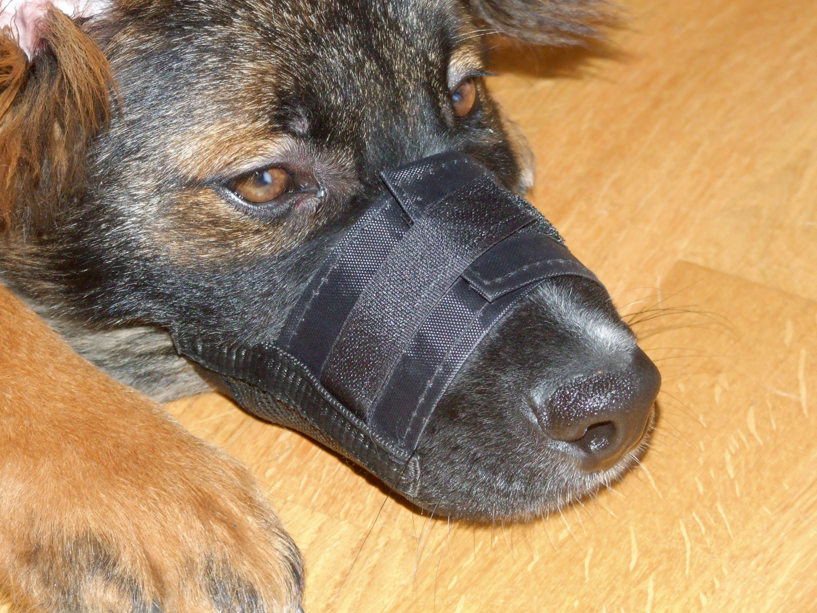 Kerbl Pet Muzzle Nylon museruola cane regolabile rete