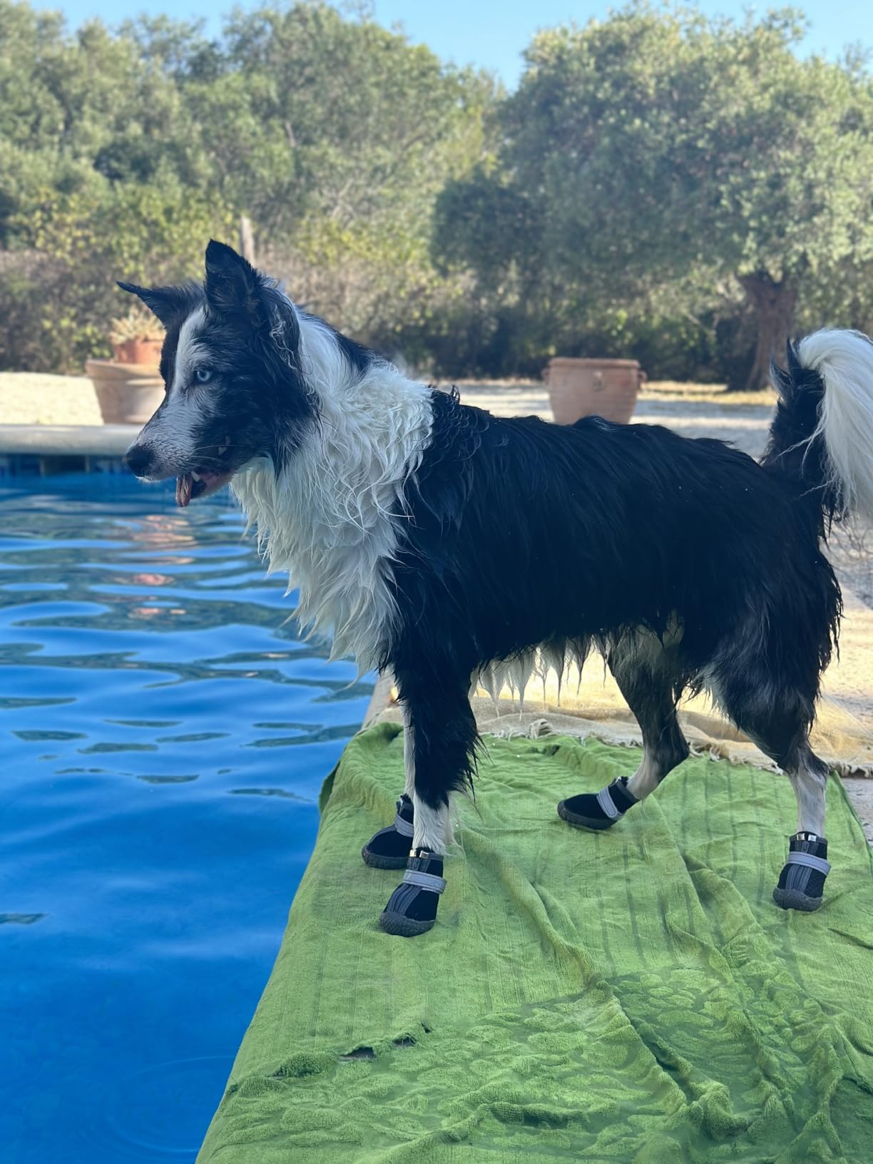 OHCOZZY Scarpette Cane L Nere Impermeabili 4 Pezzi
