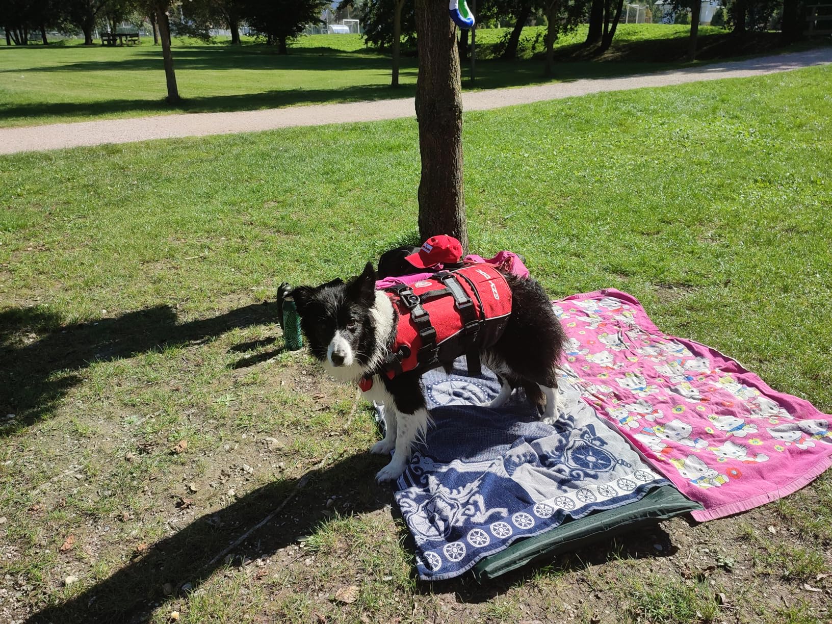 EzyDog Dog Life Jackets DFD salvagente cane L rosso
