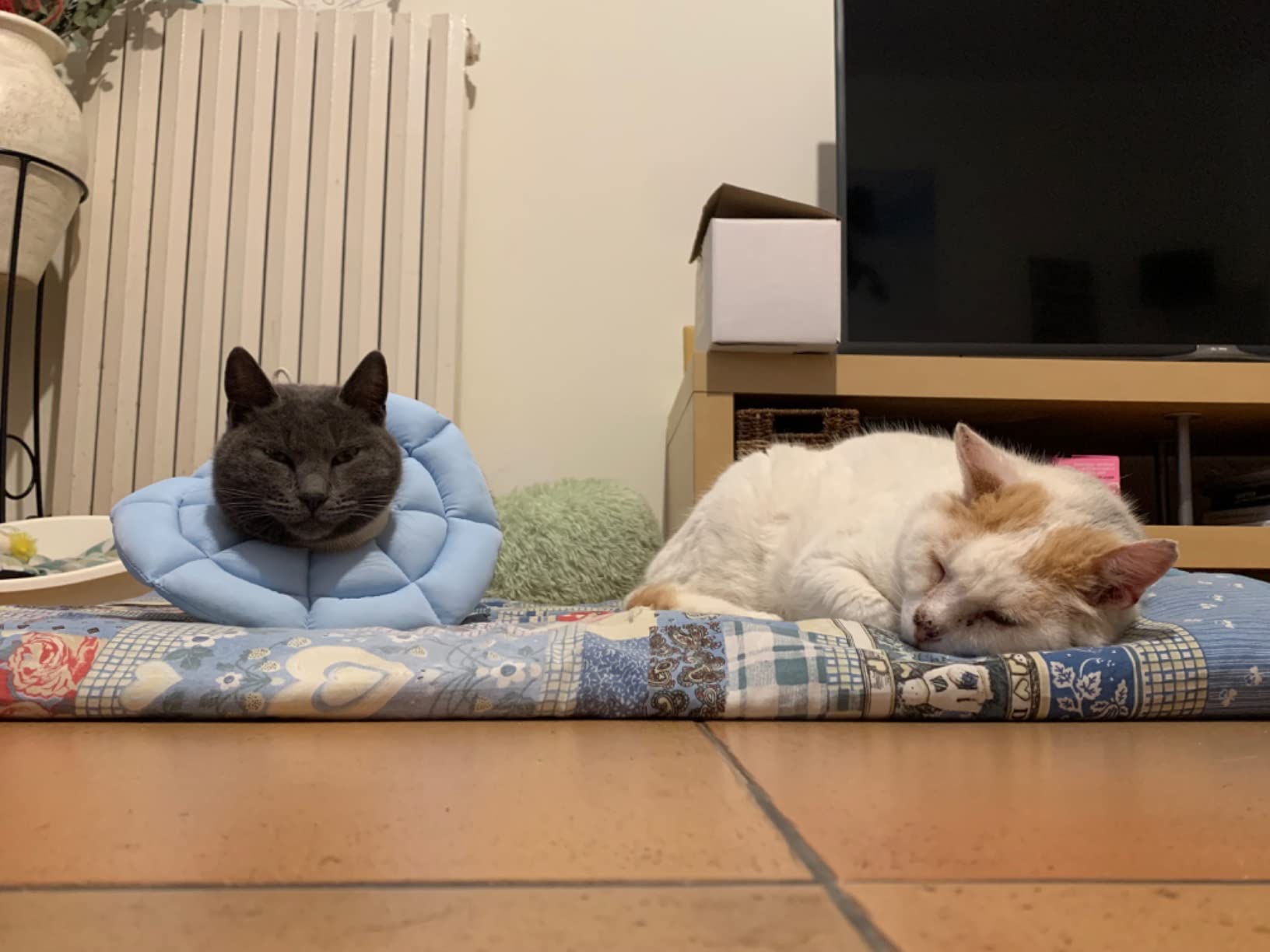 OHCOZZY Collare Elisabettiano Gatto M Azzurro Cotone