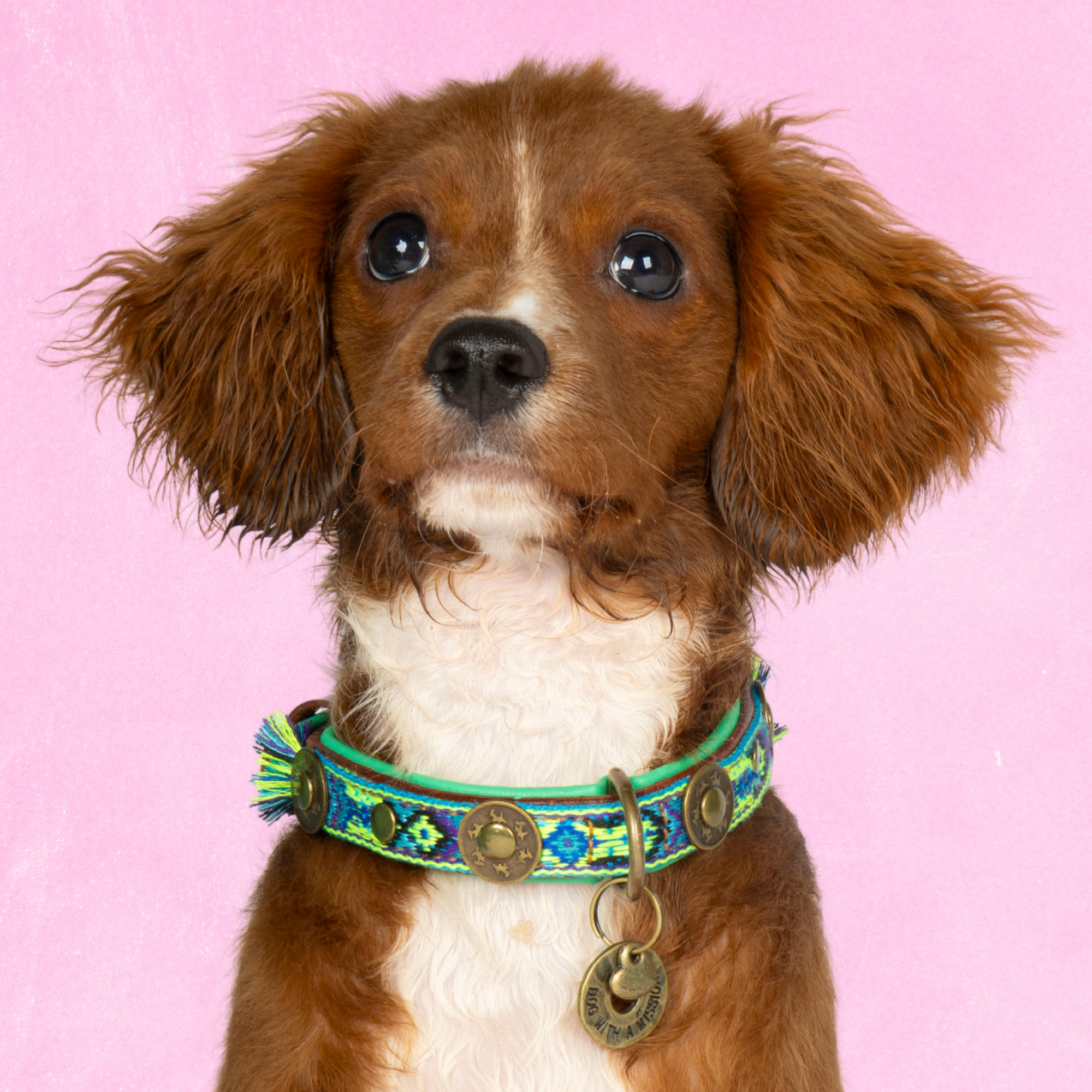 Dog with a Mission Boho Juan XS collare cane pelle blu 25-29 cm