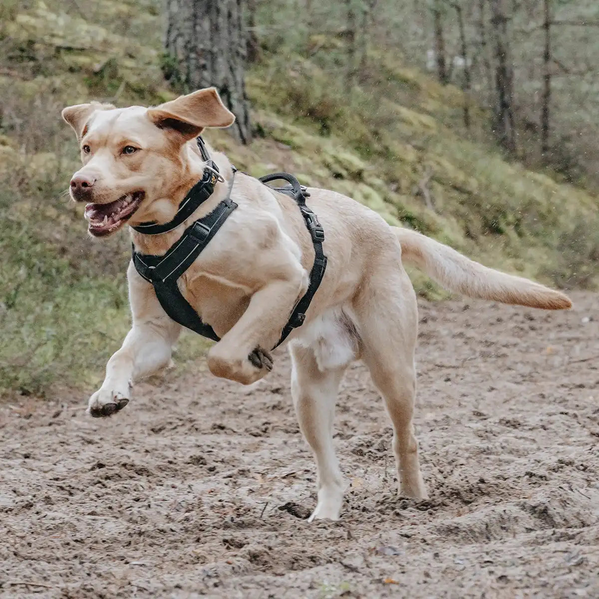 Rudelkönig Paola pettorina cane catarifrangente nera M