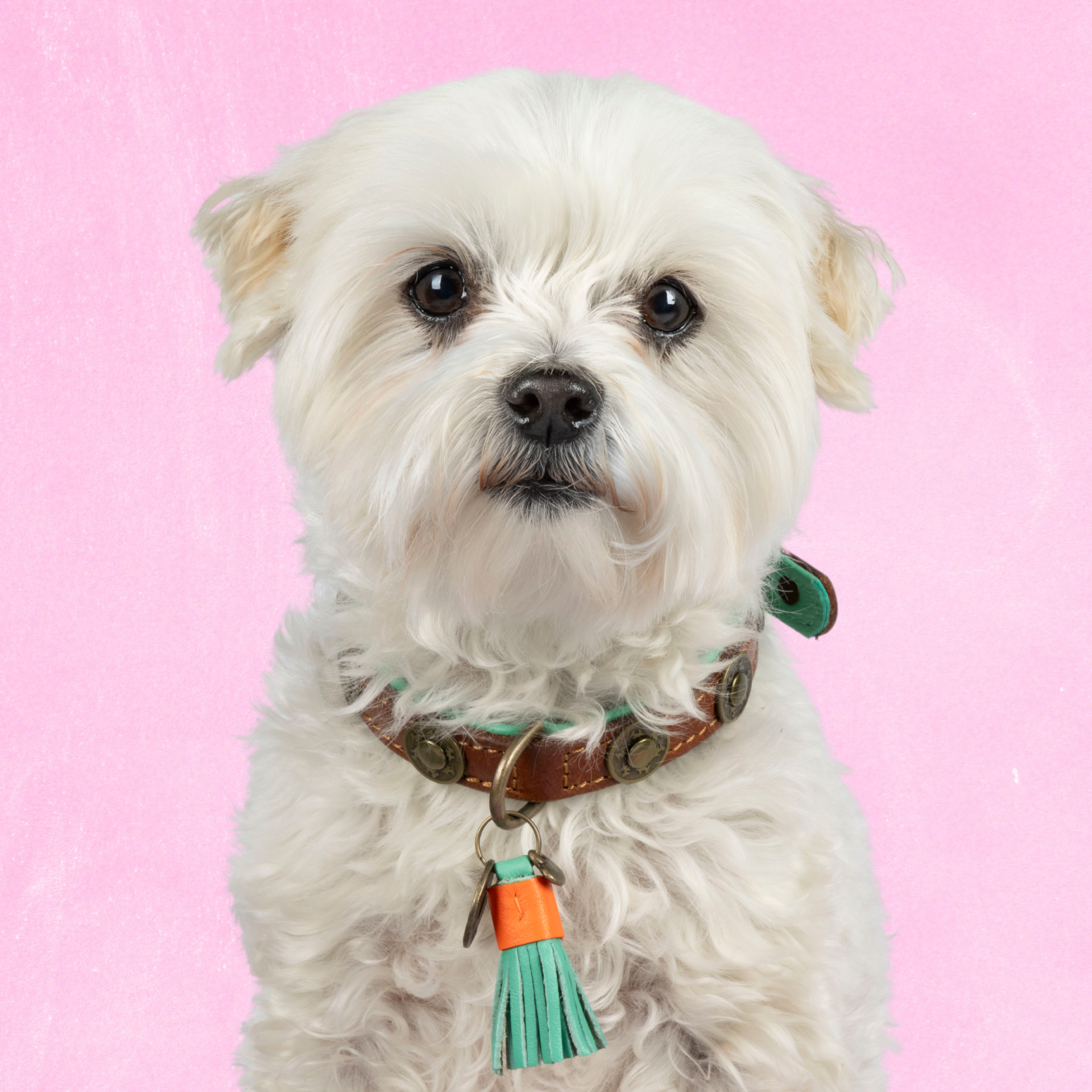 Dog with a Mission Urban Collare Cane Marrone XS Pelle