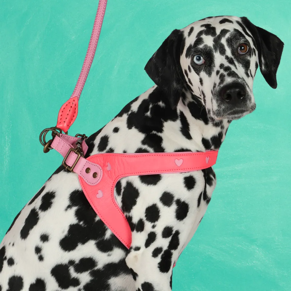 Dog with a Mission Sweety Pettorina Cane 9 Rosa 67-71 cm