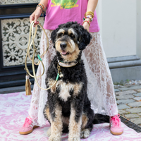 Dog with a Mission Love Story XL collare cane 48-57 cm oro