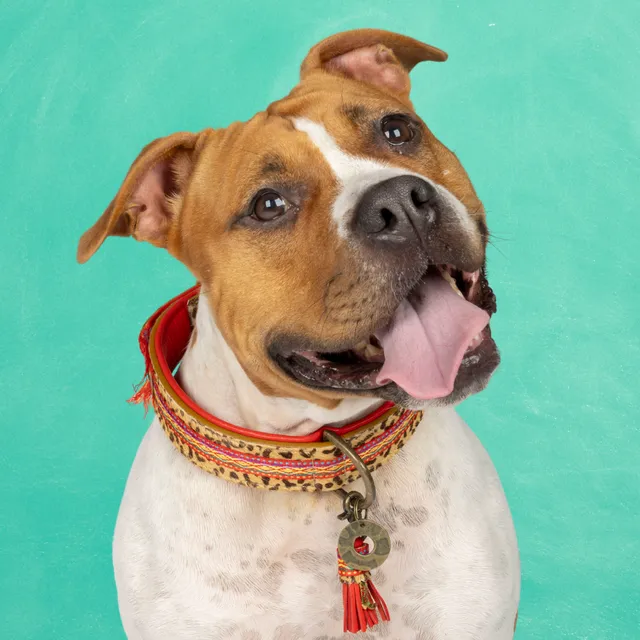 Dog with a Mission Gypsy collare cane XL rosso 48-57 cm