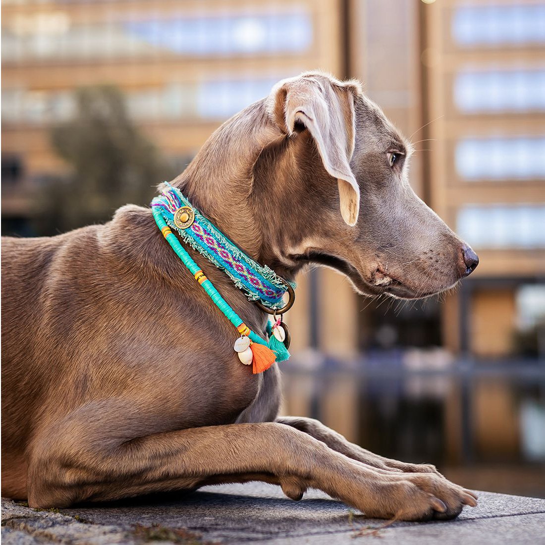 Dog with a Mission Coco Beach Collana Cane XL Turchese 60cm
