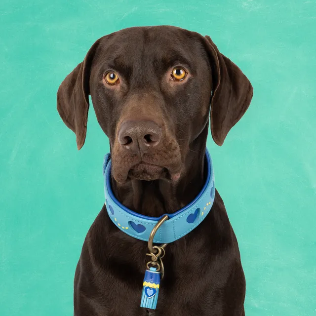 Dog with a Mission Sky Collare cane L azzurro cuori 40-47 cm
