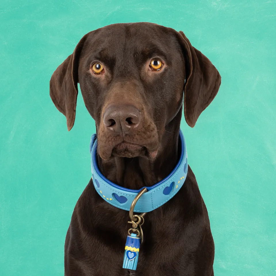 Dog with a Mission Sky Collare cane L azzurro cuori 40-47 cm