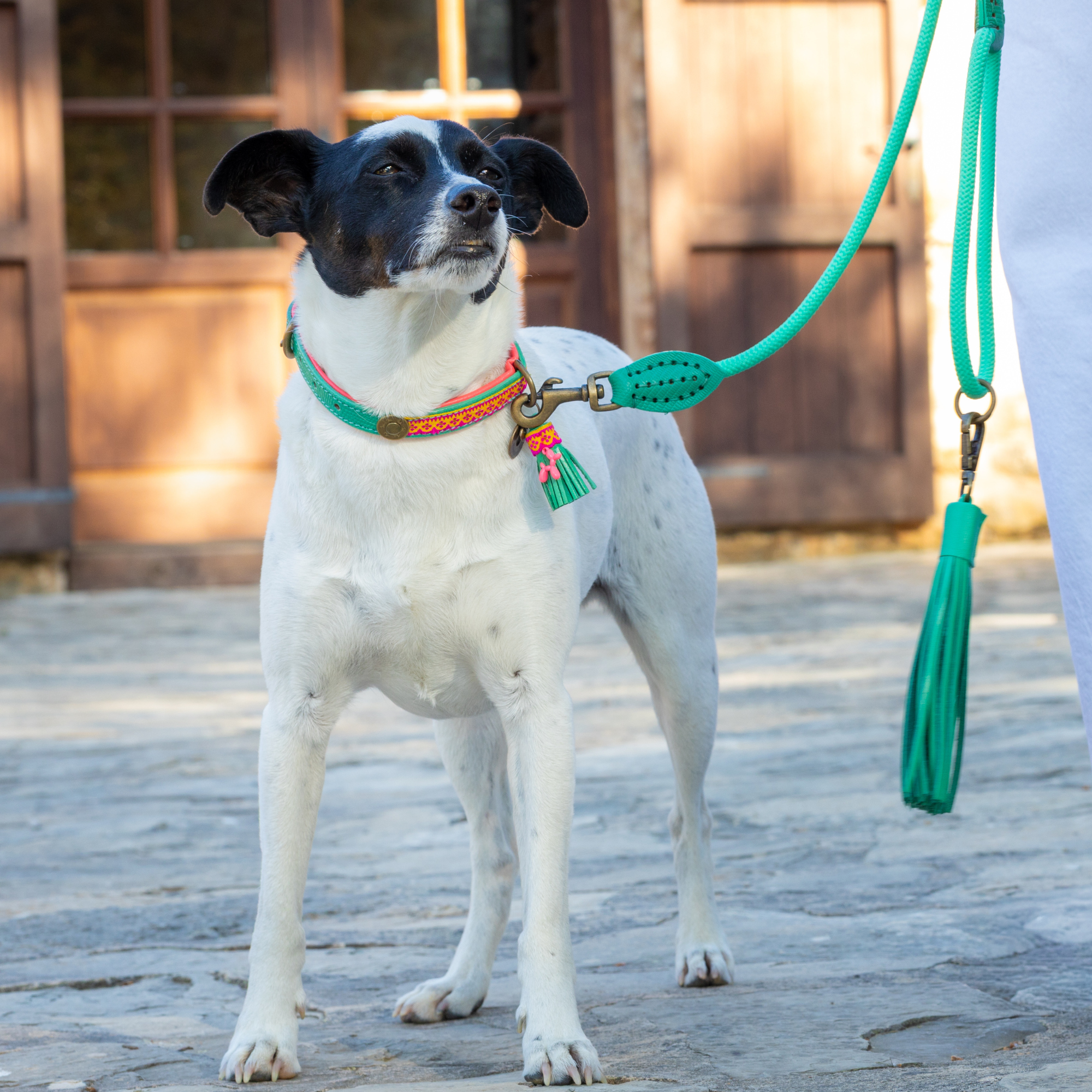 Dog with a Mission Classic Lagoon guinzaglio cane turchese 155 cm S