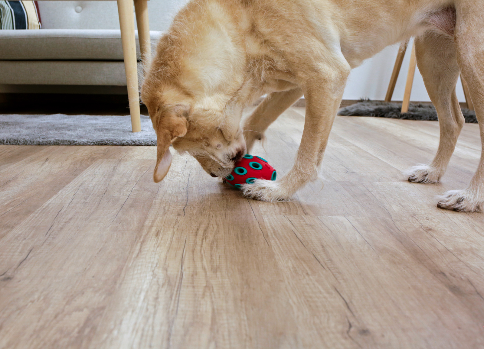 Kerbl Pet Rugby ToyFastic gioco cane riempibile snack