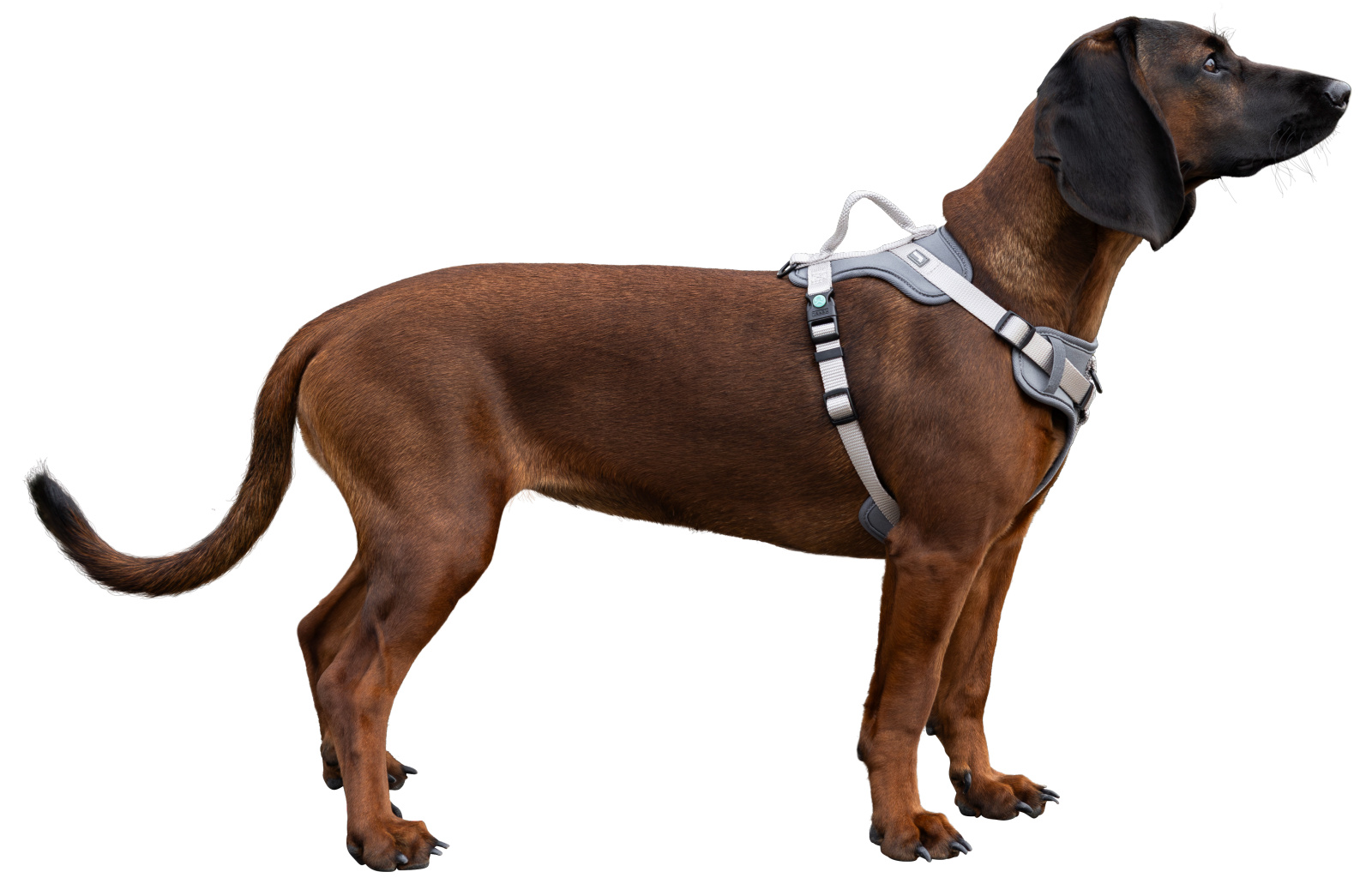 Kerbl Dog Leashes Harness Fitty pettorina cane nylon