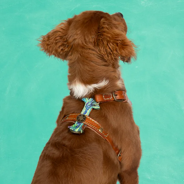 Dog with a Mission Boho Juan Pettorina Cane XXS Blu 33-39 cm Pelle