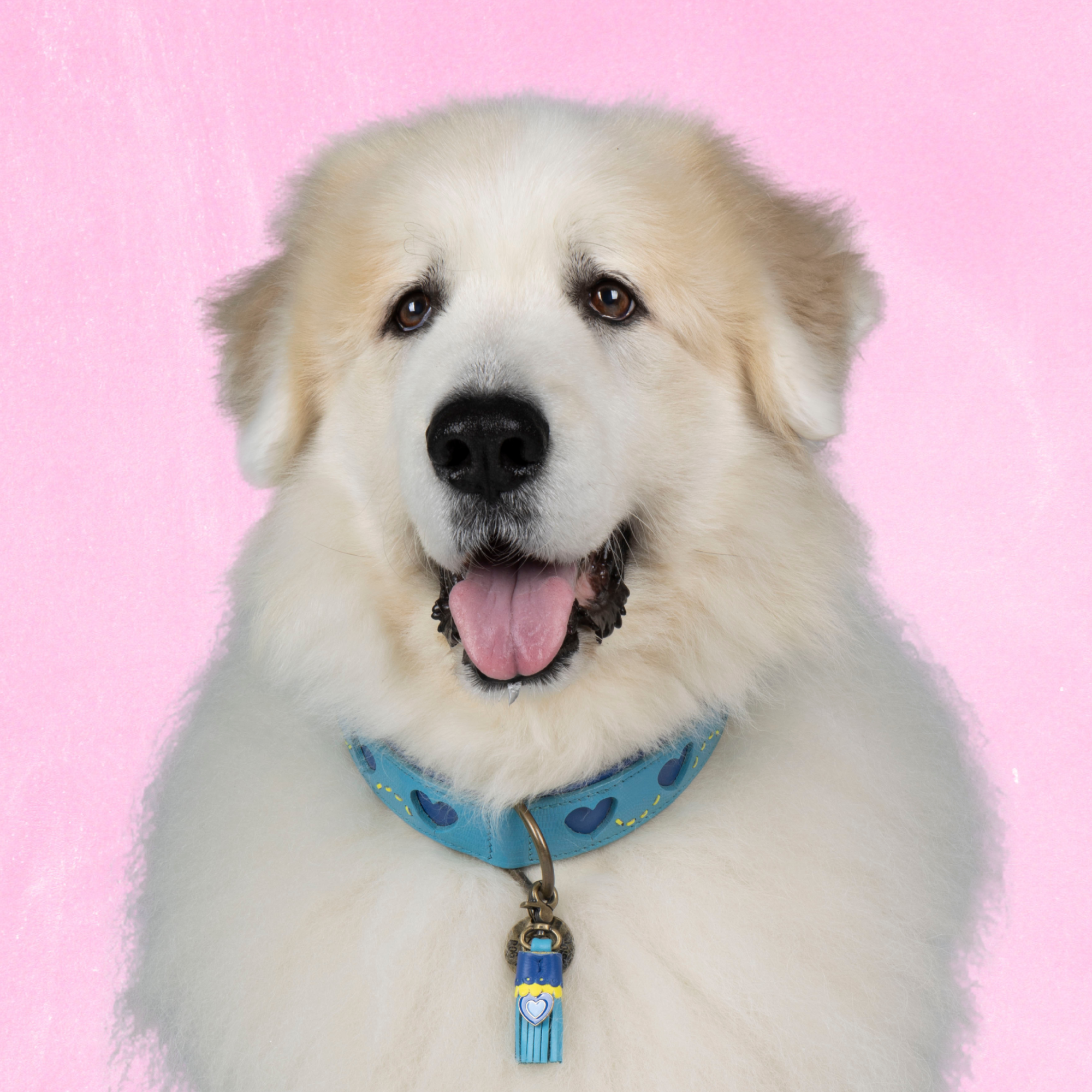 Dog with a Mission Sky collare cane pelle azzurra XXL cuori