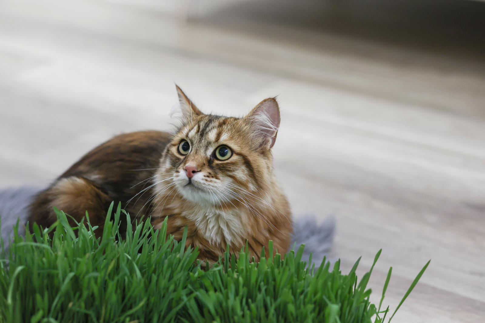 Kerbl Pet Cat Grass Erba Gatta Fresca Snack Gatti Da Coltivare