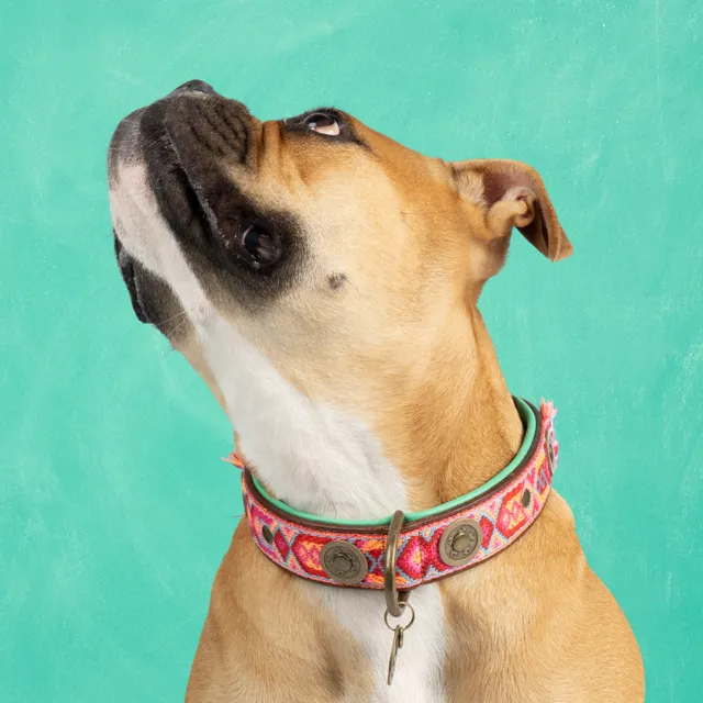 Dog with a Mission Boho Rosa L collare in pelle rosa 4 cm