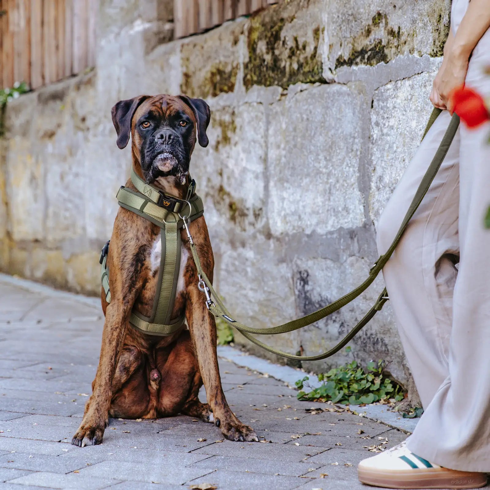 Rudelkönig Bella Set Cane Khaki Guinzaglio Pettorina Collare