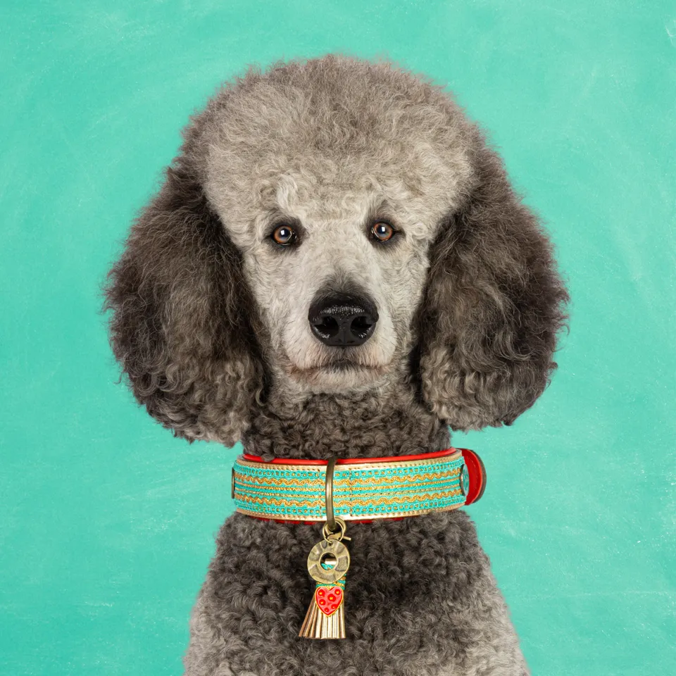 Dog with a Mission Coco Noël collare XL oro 48-57 cm